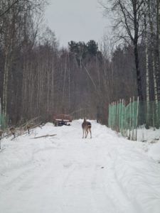 Глэмпинг «Стрелка»: история одного путешествия